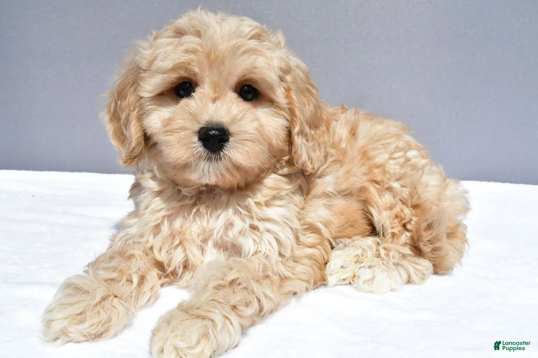 Cavapoo dogs for sale: Lonnie - Ad 2
