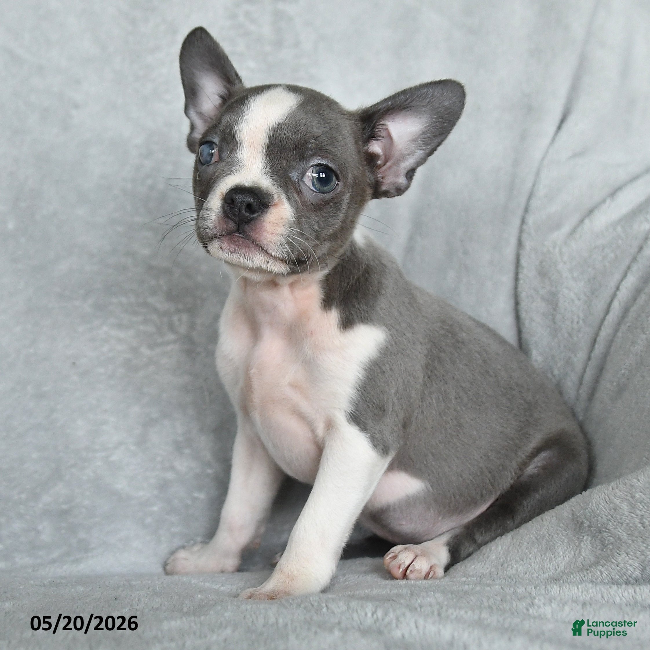 Boston Terrier dogs Tootsie - Ad 2