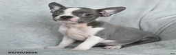 Boston Terrier dogs for sale: Tootsie - Ad 2