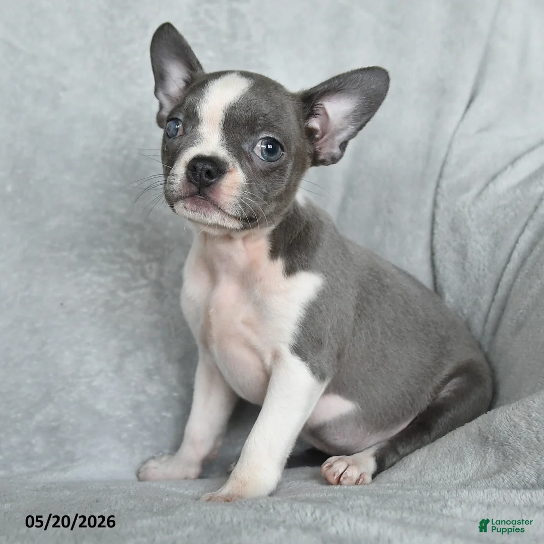 Boston Terrier dogs for sale: Tootsie - Ad 2