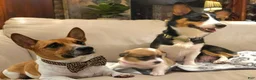 Mixed Breed dogs for sale: Apollo - Ad 24