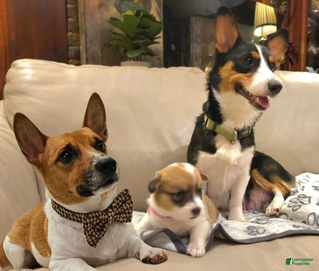 Mixed Breed dogs for sale: Leoni - Ad 16
