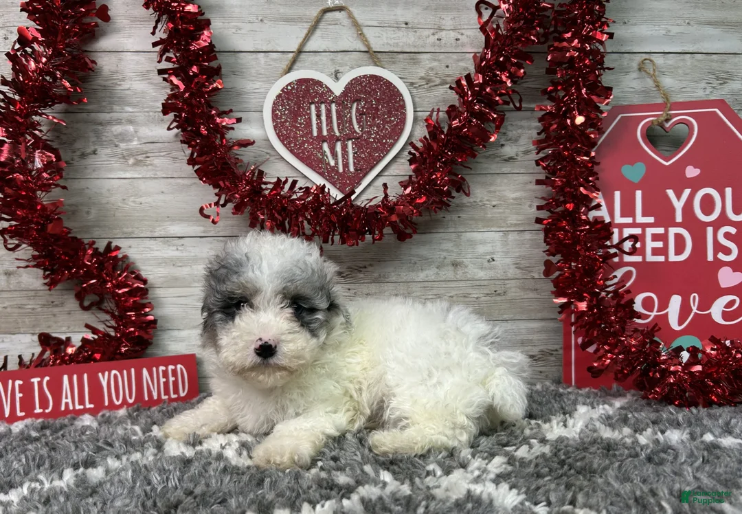 Miniature Poodle dogs for sale: Logan - Ad 5