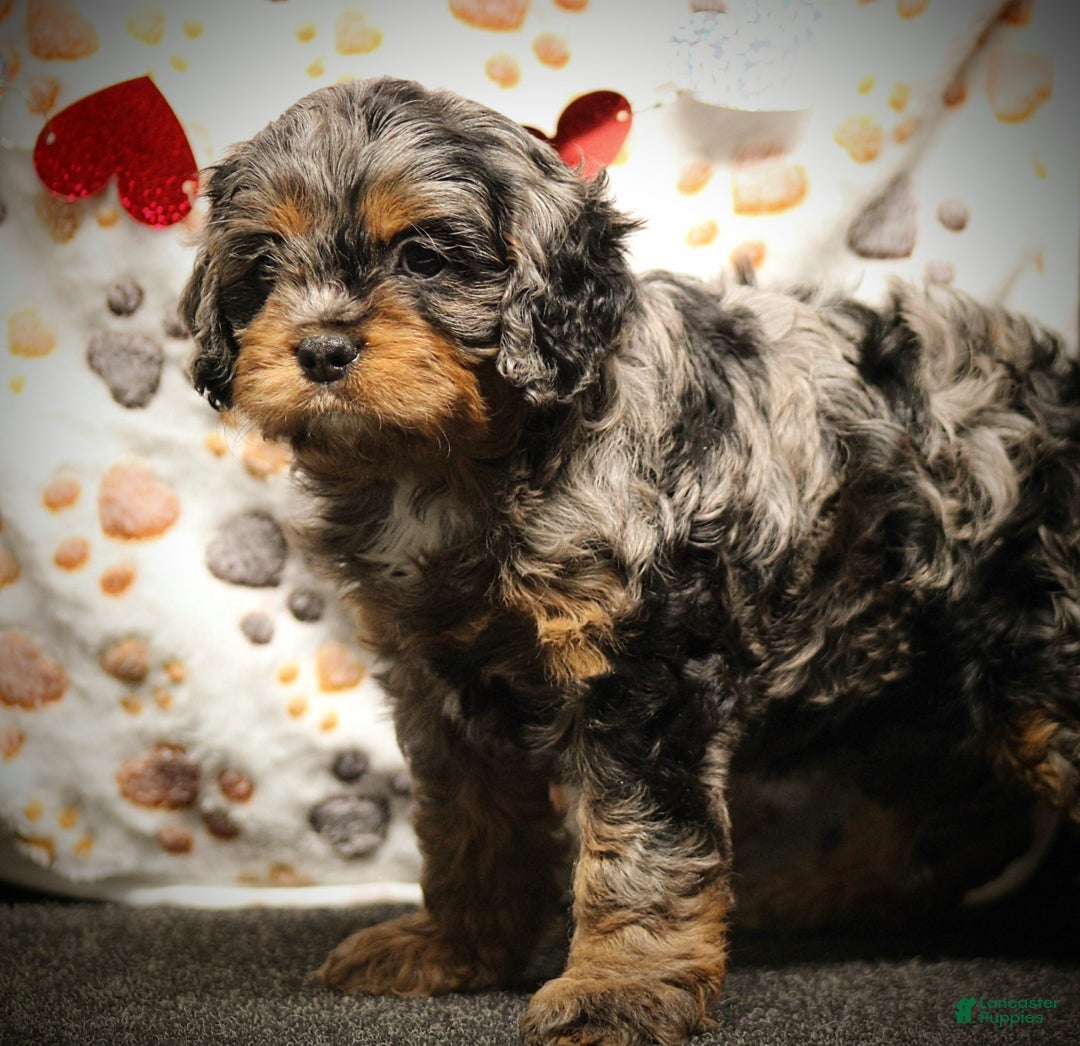 Cavapoo dogs for sale: Skye - Ad 2