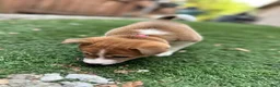Shiba Inu dogs for sale: Tiramisu - Ad 4