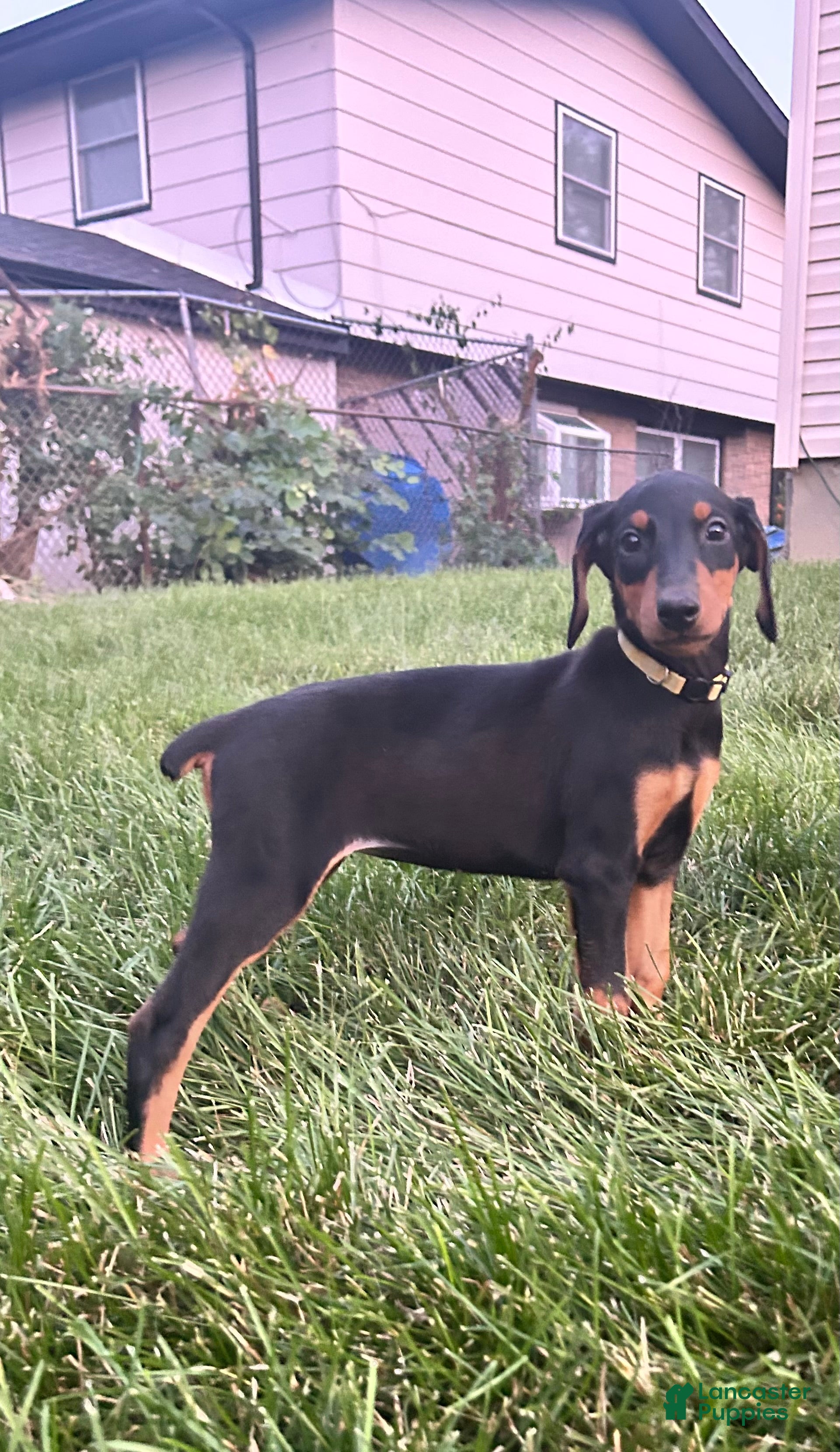 Doberman Pinscher dogs Yellow Collar  - Ad 1