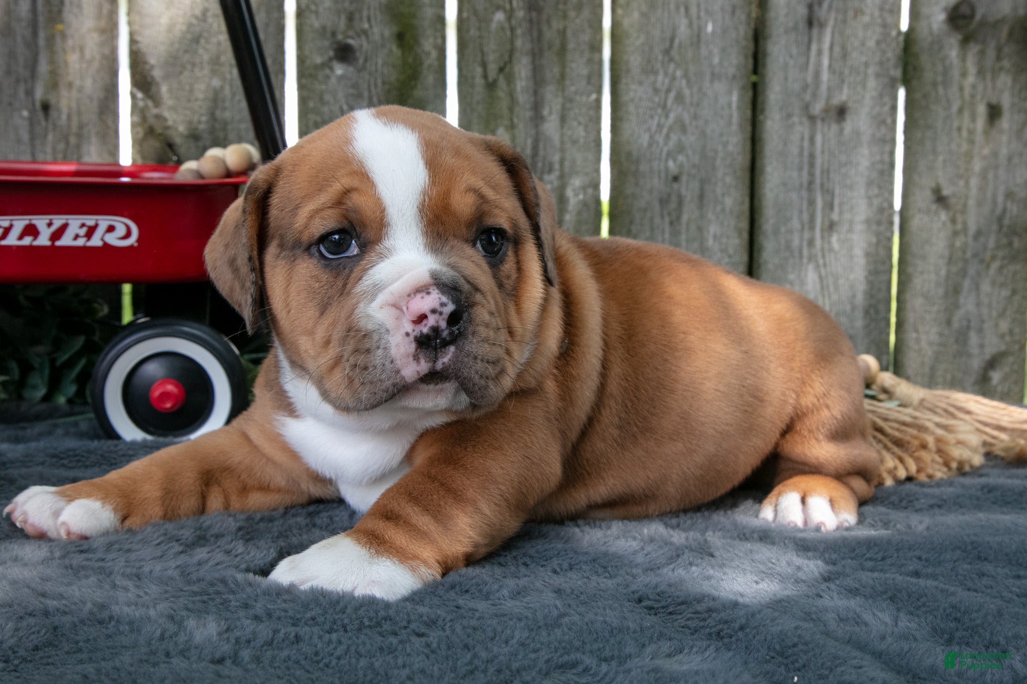 Beabull dogs Trooper - Ad 1