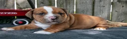 Beabull dogs for sale: Trooper - Ad 1
