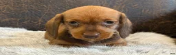 Miniature Dachshund dogs for sale: Dash - Ad 12
