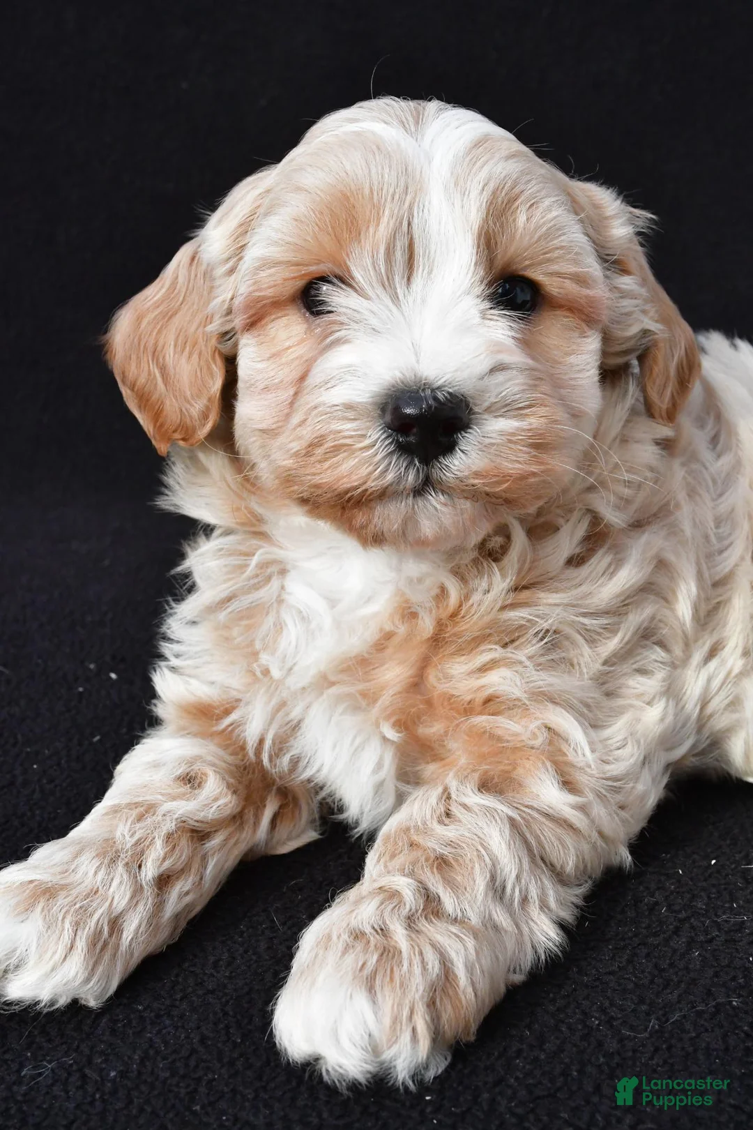 Maltipoo dogs for sale: Griffin - Ad 2