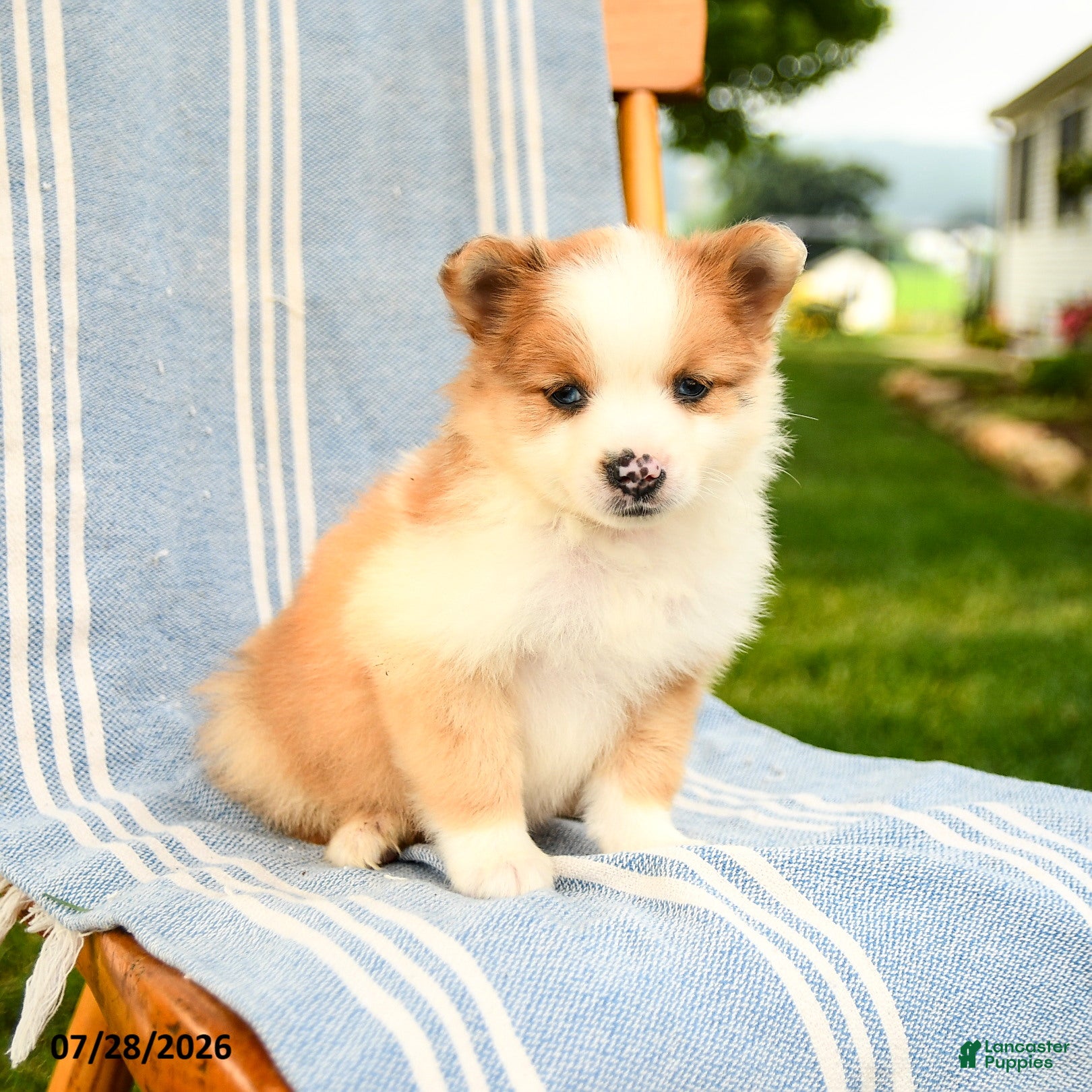 Pomeranian dogs Merrick - Ad 1