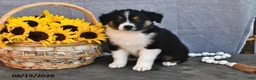 Australian Shepherd dogs for sale: Tim - Ad 4