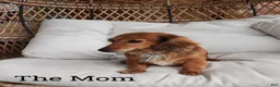 Dachshund dogs for sale: Dachshund Puppy 1 - Ad 2