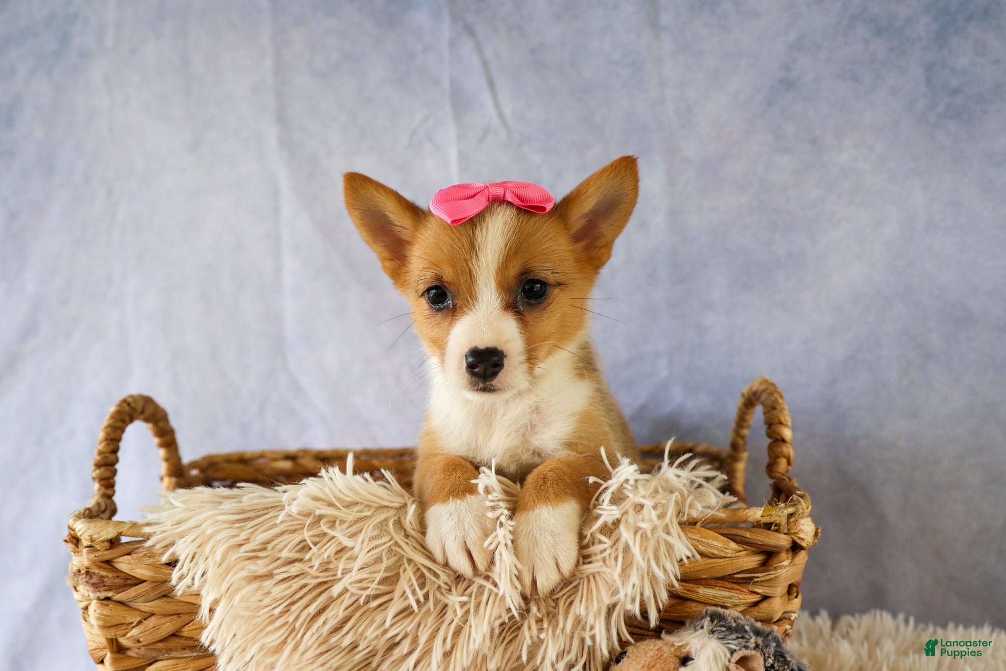 Welsh Corgi Pembroke dogs Yara ❤️ - Ad 1
