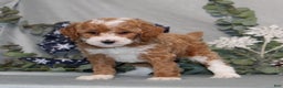 Miniature Poodle dogs for sale: Quintin - Ad 1