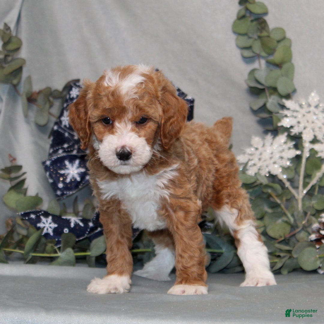 Miniature Poodle dogs for sale: Quintin - Ad 1