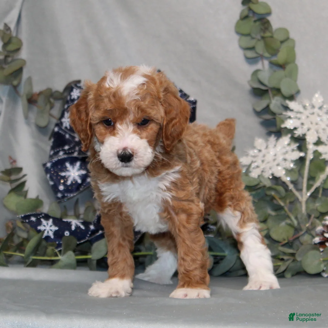 Miniature Poodle dogs for sale: Quintin - Ad 1