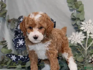 Miniature Poodle dogs Quintin - Ad 18