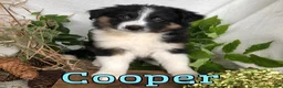Mixed Breed dogs for sale: Mixed Breed 2 - Ad 3