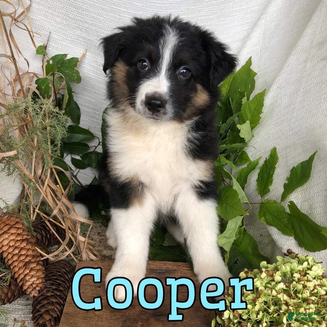 Mixed Breed dogs for sale: Mixed Breed 2 - Ad 3