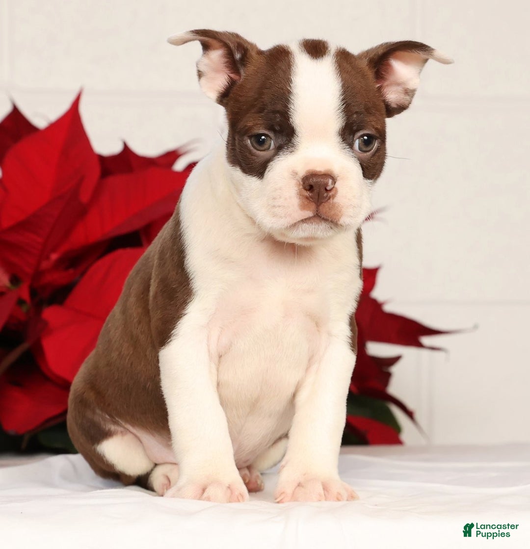 Boston Terrier dogs for sale: Nolan - Ad 5
