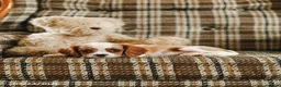 Cavalier King Charles Spaniel dogs for sale: Kevin - Ad 4