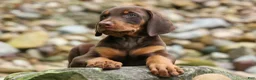 Doberman Pinscher dogs for sale: Gunner🦴 - Ad 5