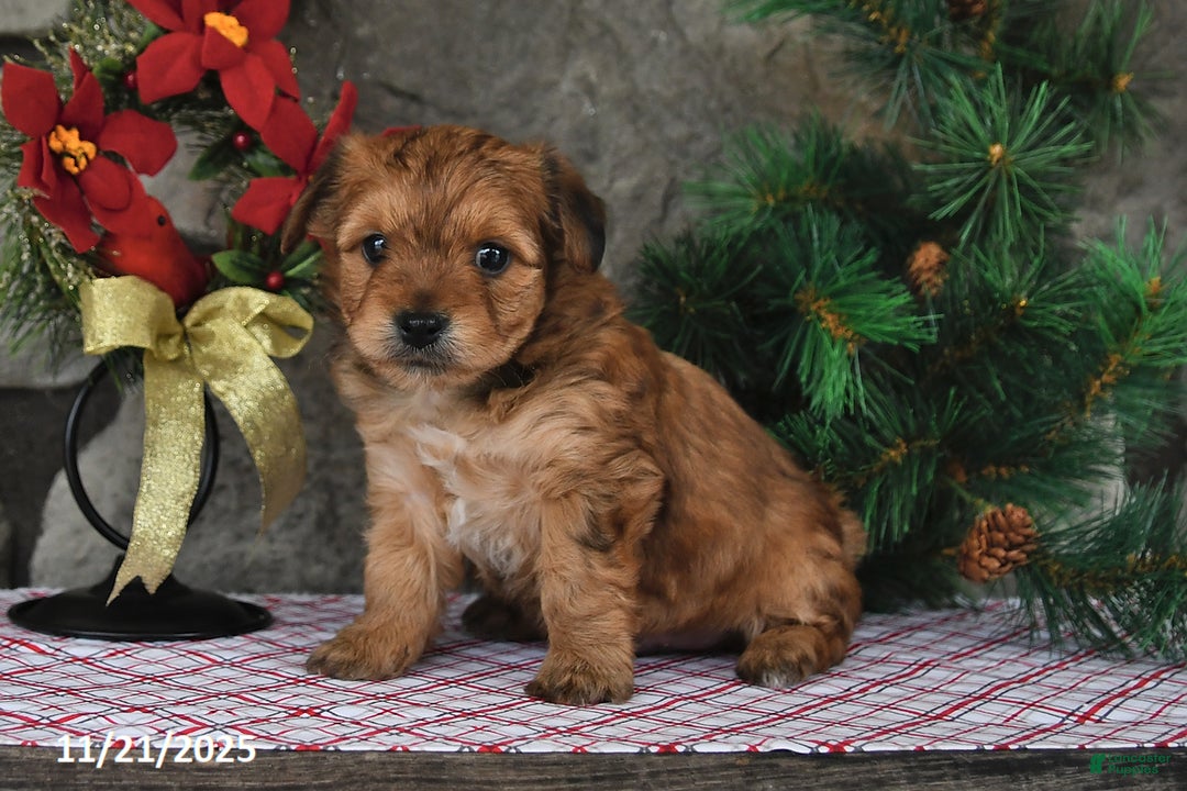 Yochon dogs for sale: Shorty - Ad 2