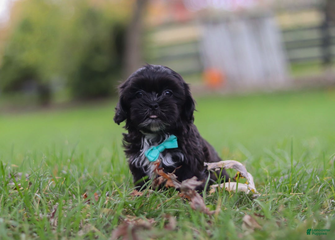 Shih Tzu dogs for sale: Charlie - Ad 2