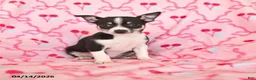 Chihuahua dogs for sale: Jade - Ad 1