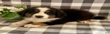 Simba