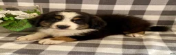 Australian Shepherd dogs for sale: Simba - Ad 1