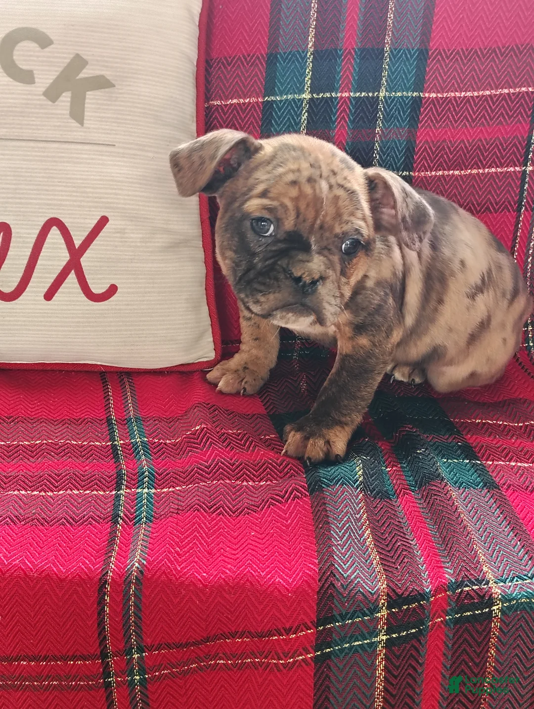 Olde English Bulldogge dogs for sale: Frankie  - Ad 1