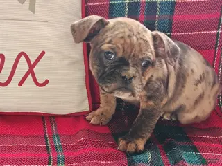 Olde English Bulldogge dogs Frankie - Ad 31