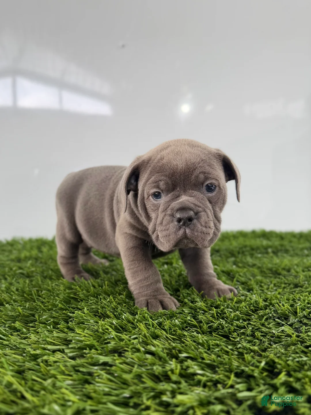 Olde English Bulldogge dogs for sale: Tinsley - Ad 2
