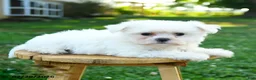 Maltese dogs for sale: Chester - Ad 3