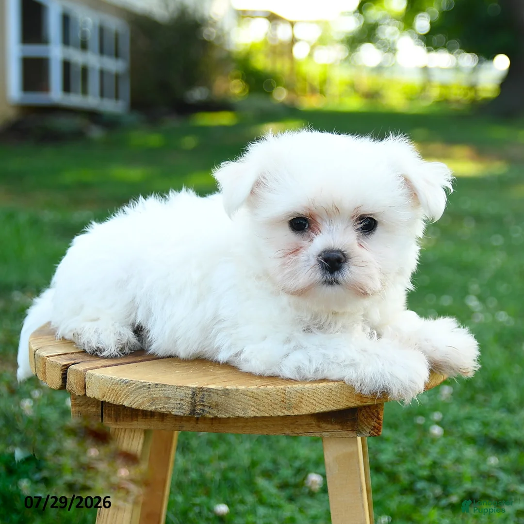 Maltese dogs for sale: Chester - Ad 3