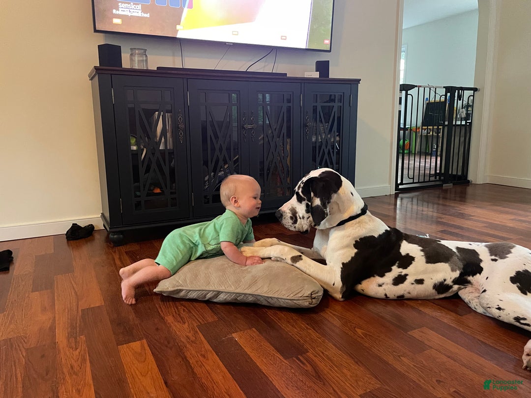 Great Dane dogs for sale: Sweetheart  - Ad 4