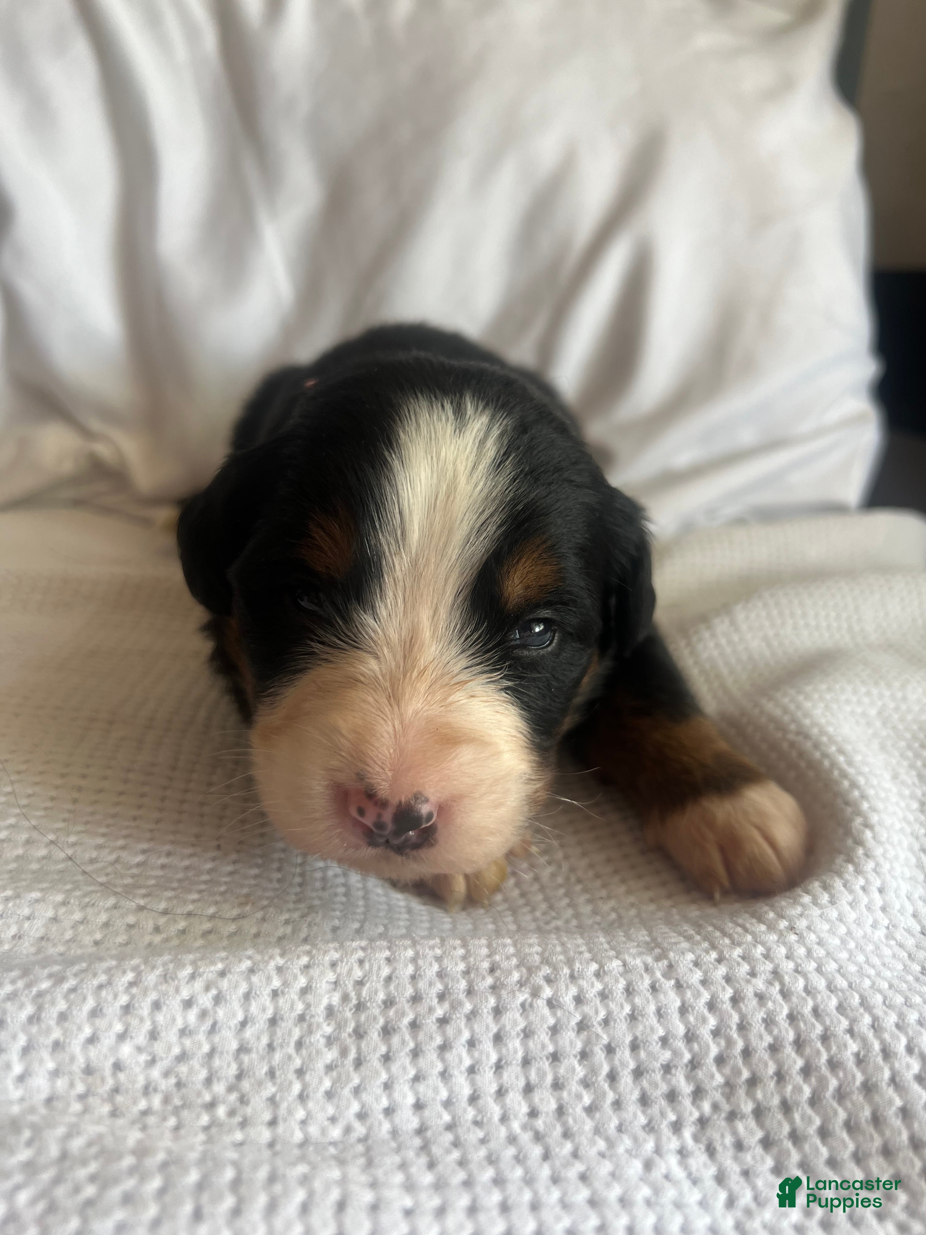 Bernese Mountain Dog dogs Salmon Female - Ad 6