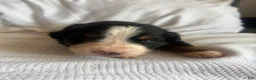 Bernese Mountain Dog dogs for sale: Salmon Female - Ad 1