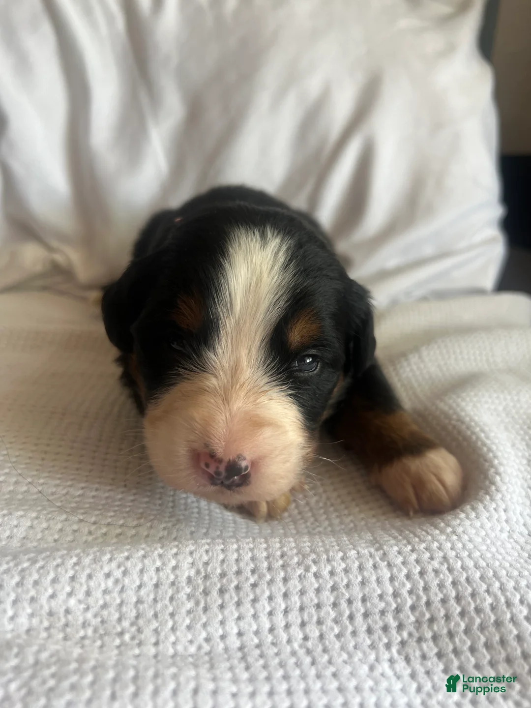 Bernese Mountain Dog dogs for sale: Salmon Female - Ad 1