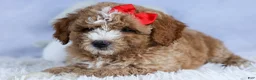 Mini Goldendoodle dogs for sale: 🐾 Meet Neo – F2B Mini Goldendoodle Puppy 🐾 - Ad 11