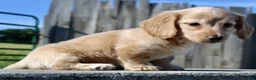 Miniature Dachshund dogs for sale: Zalena - Ad 3