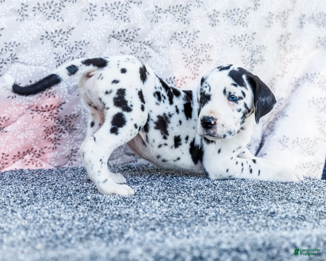 Great Dane dogs for sale: Alex - Ad 2