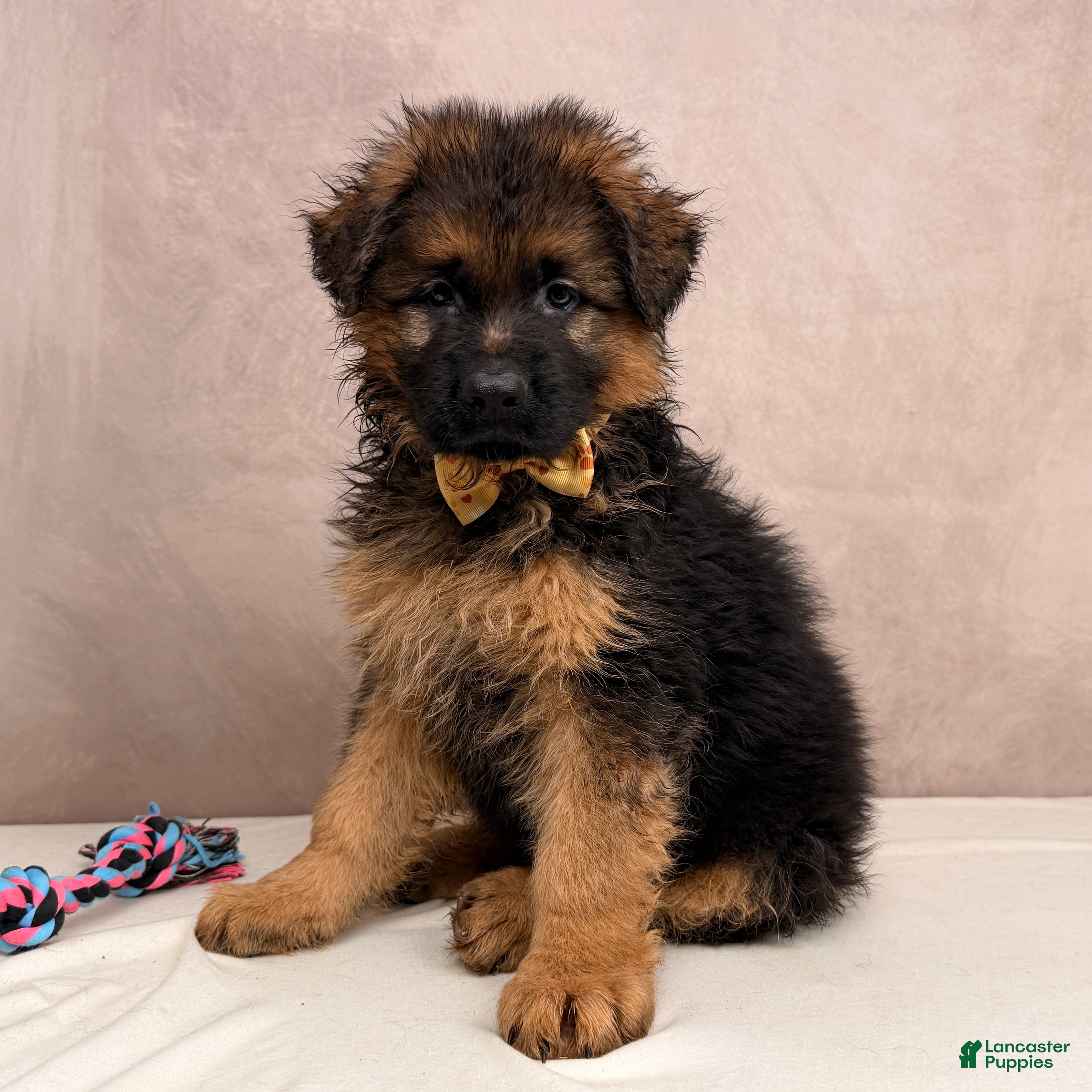 German Shepherd dogs for sale: Oliver  - Ad 1