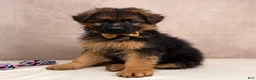 German Shepherd dogs for sale: Oliver  - Ad 1