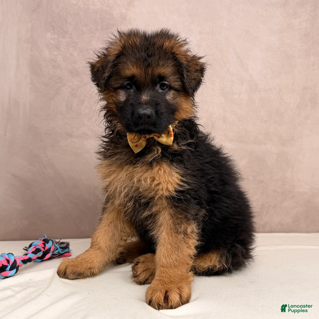 German Shepherd dogs for sale: Oliver  - Ad 1