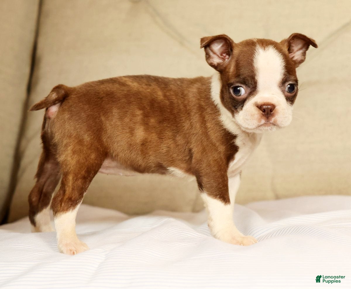Boston Terrier dogs Pixie - Ad 2