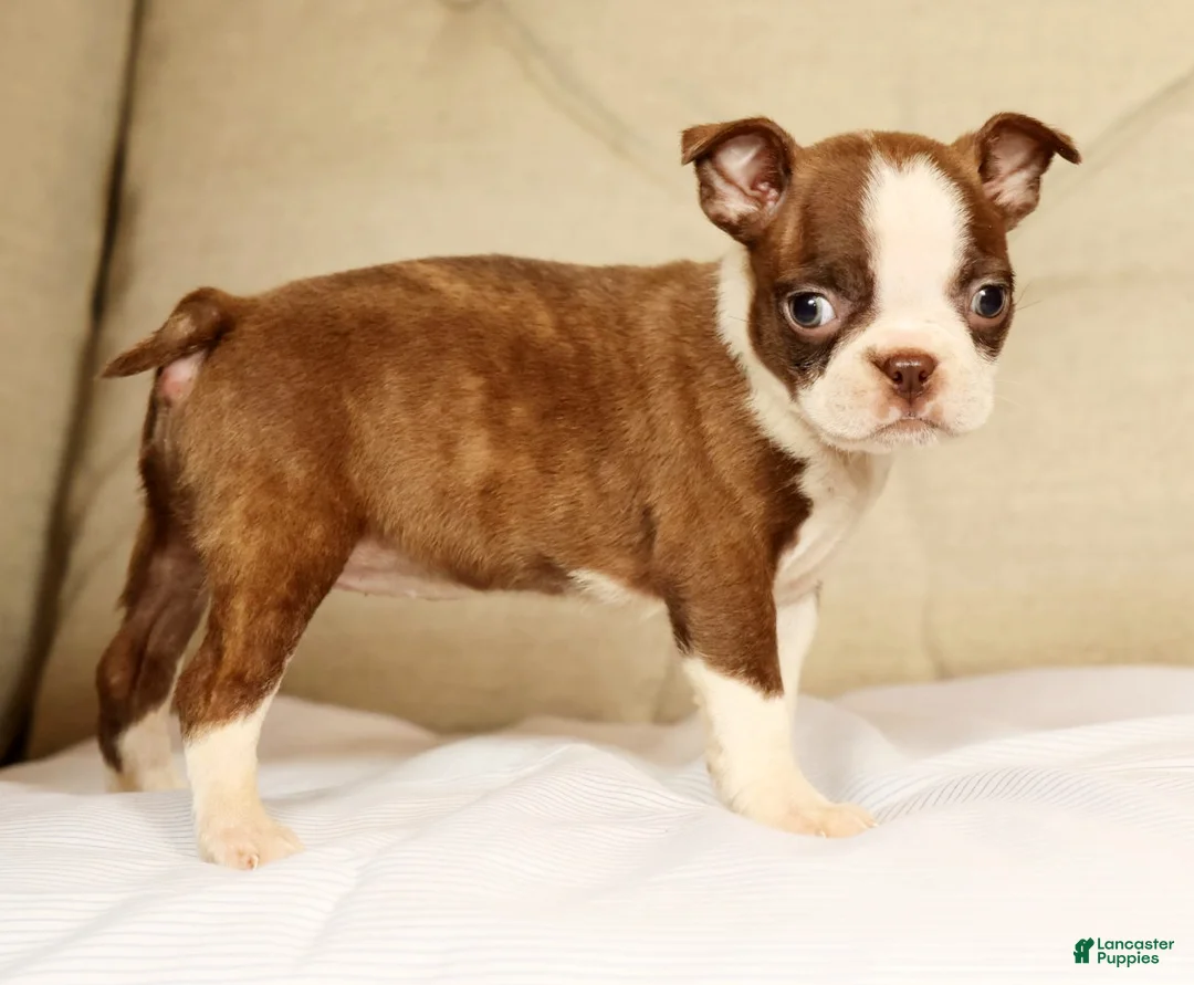 Boston Terrier dogs for sale: Pixie - Ad 2