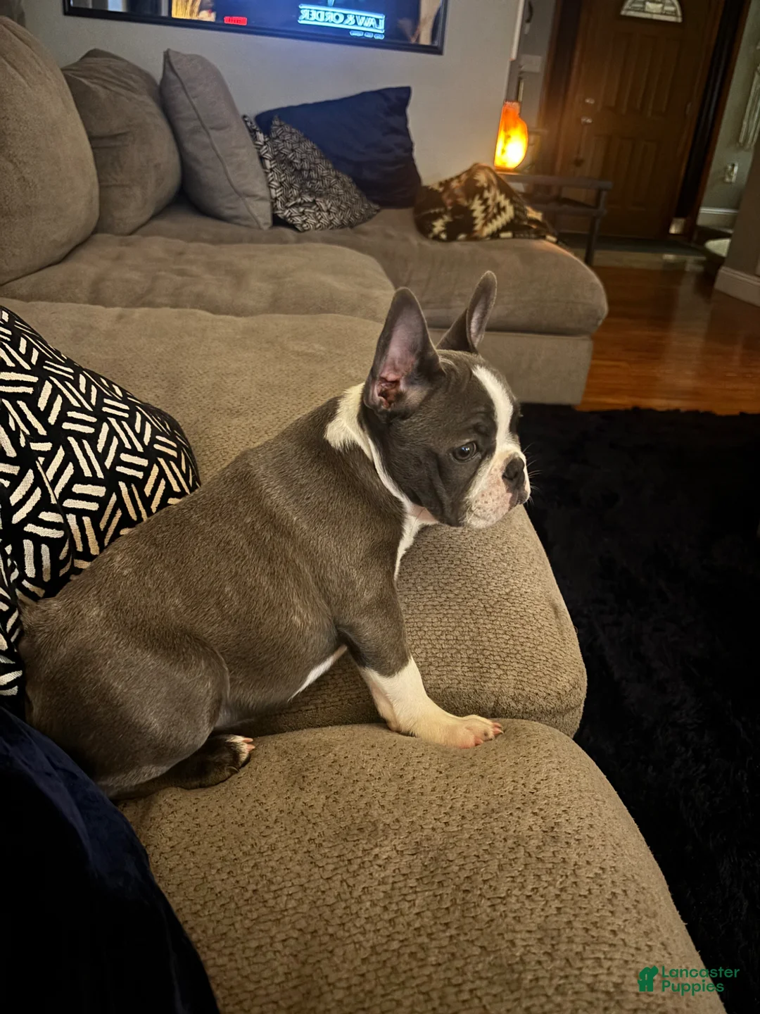 French Bulldog dogs for sale: French Bulldog Puppy 1 - Ad 4